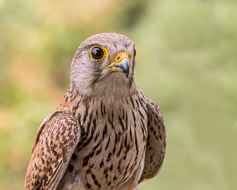 close up image of a juvenile kestrel looking at the camera